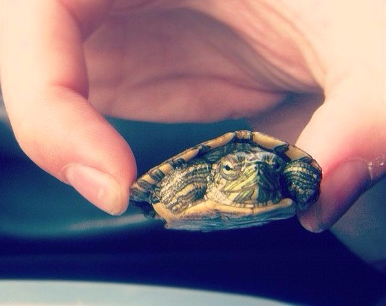 11137935_1377480119249014_716375696_n